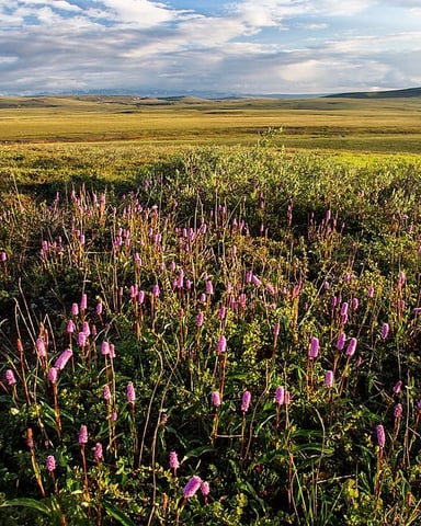 Vast grassland with purple wildflowers blooming in foreground, rolling hills and mountains visible under cloudy sky